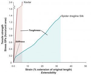 A graph of the spider dragline silks strength and extensibility. 