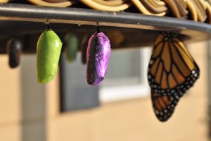 butterfly hatching
