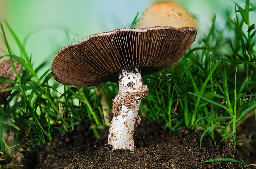 A mushroom